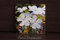 /album/foto-impresion/florecillas-en-alumino-20x20-jpg1/